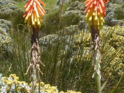 Kniphofia ritualis 